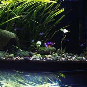 aquarium